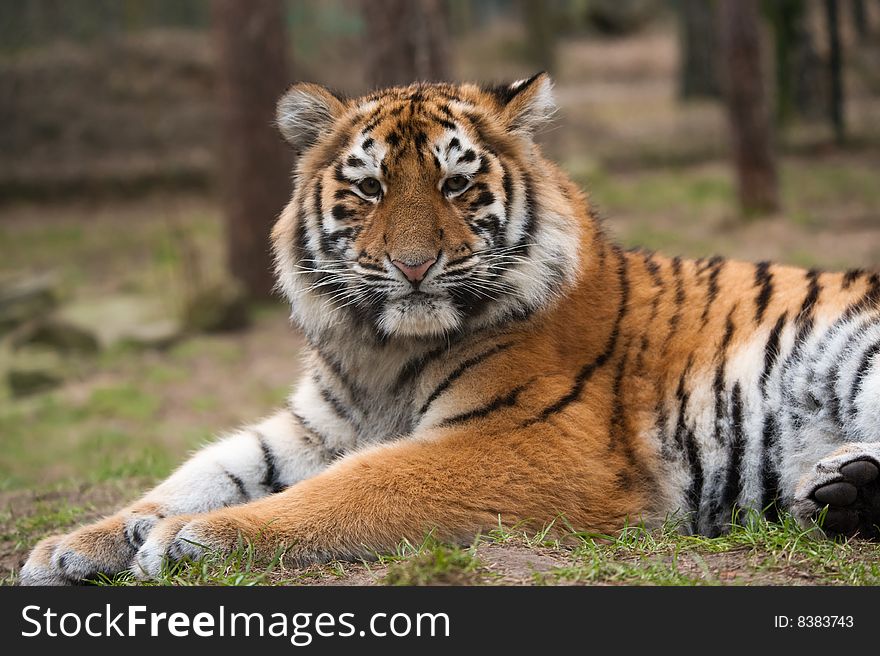 Close up of a cute Siberian tiger cub (Panthera tigris altaica)