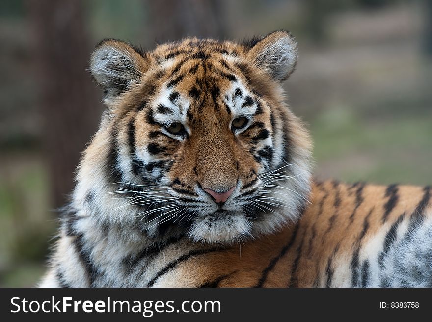 Close up of a cute Siberian tiger cub (Panthera tigris altaica)