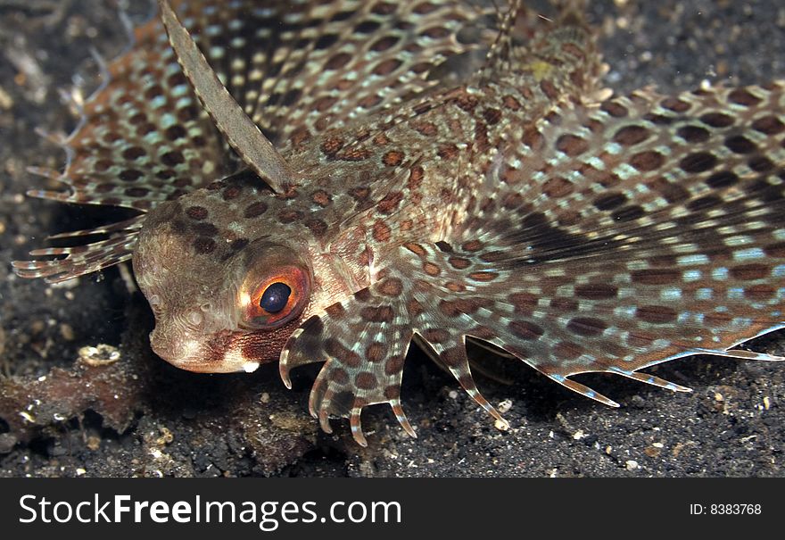 Helmut Gunard, Dactloptena orientalis with mouth open on sandy bottom