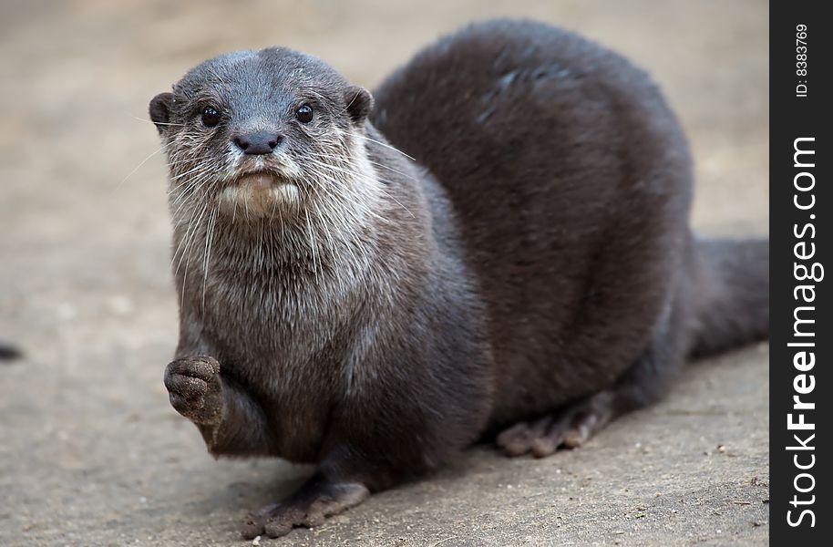 Oriental Small-clawed Otter (Aonyx cinerea), also known as Asian Small-clawed Otter