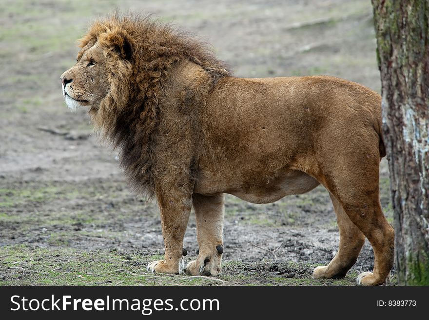 Closeup of a big african male lion