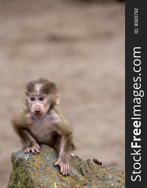 Cute baby Hamadryas Baboon (Papio hamadryas)