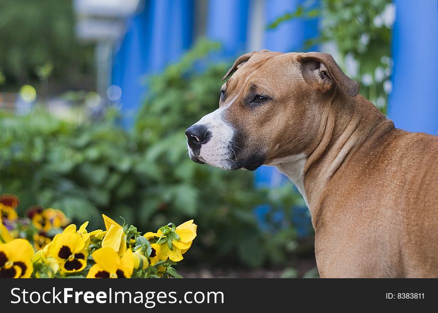 Dog waiting in garden with plowes and pillars. Dog waiting in garden with plowes and pillars