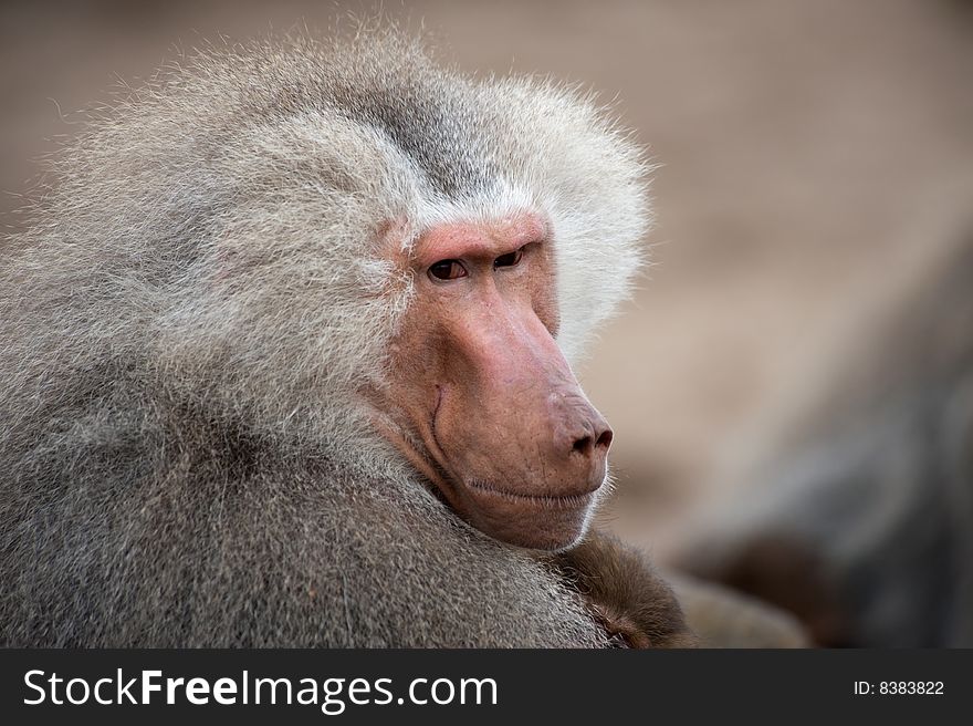 Adult male Hamadryas Baboon