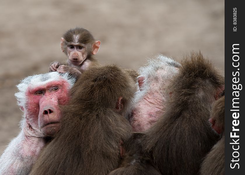 Cute baby Hamadryas Baboon (Papio hamadryas)