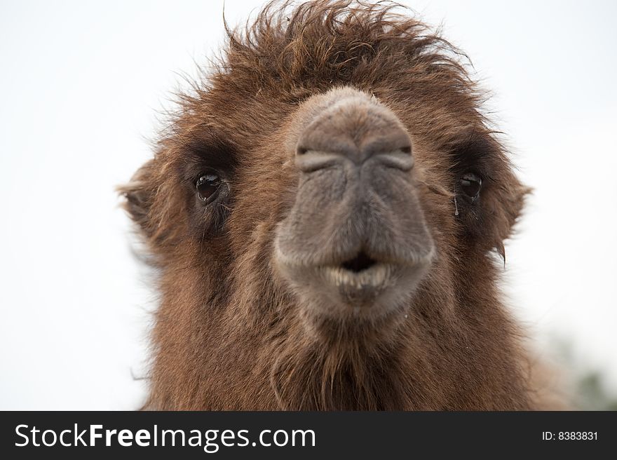 Close up of a camel (Camelus bactrianus domesticus)