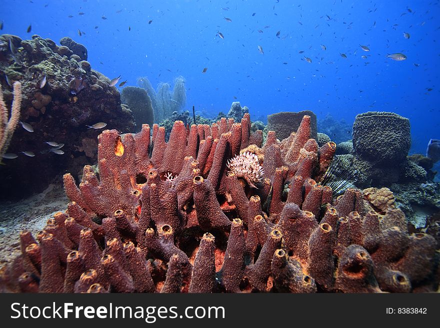 Coral reef on island of Dominica with large sponges