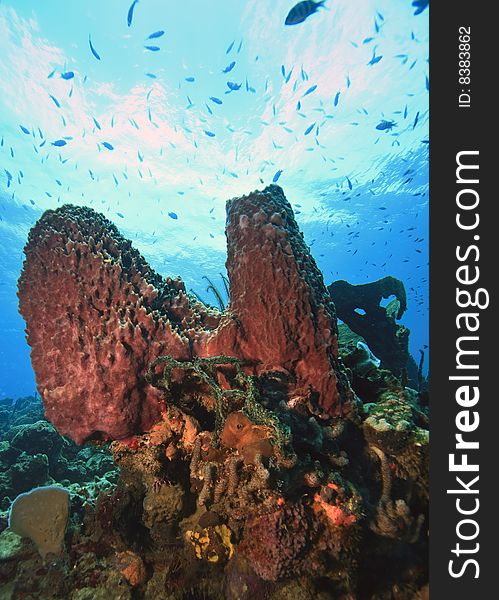 Coral reef on island of Dominica with large sponges