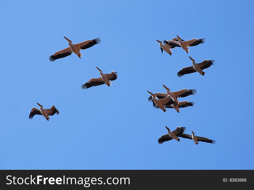 Pelicans soaring on their way to Africa for the winter.