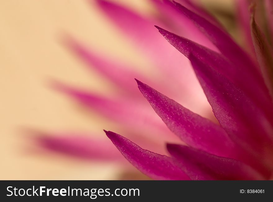 Pink cactus flowers closeup shot