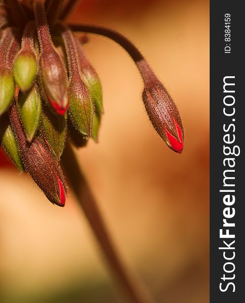 Buds Of Geranium Flower