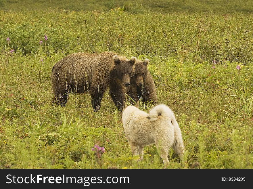 Brown bear (Ursus arctos jeniseensis)