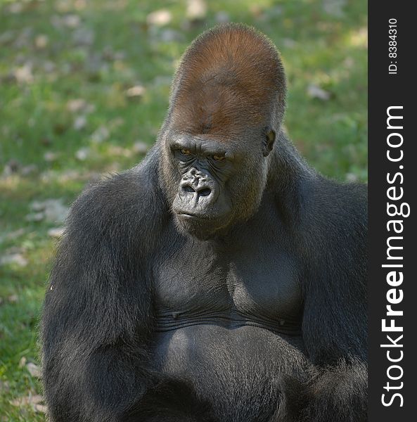 A mature silverback gorilla sitting and thinking. A mature silverback gorilla sitting and thinking.