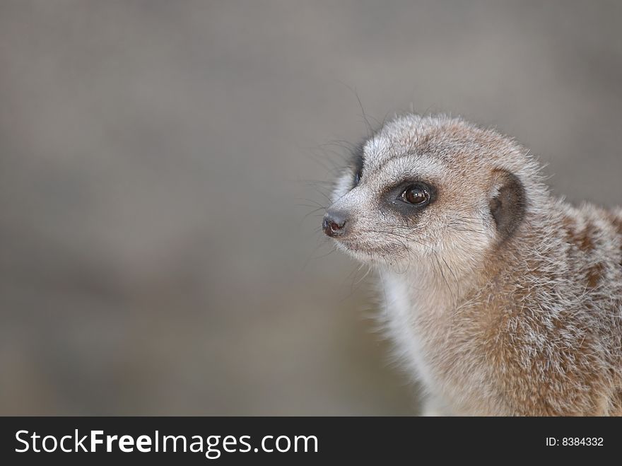 An African meerkat against a smooth grey background. An African meerkat against a smooth grey background.