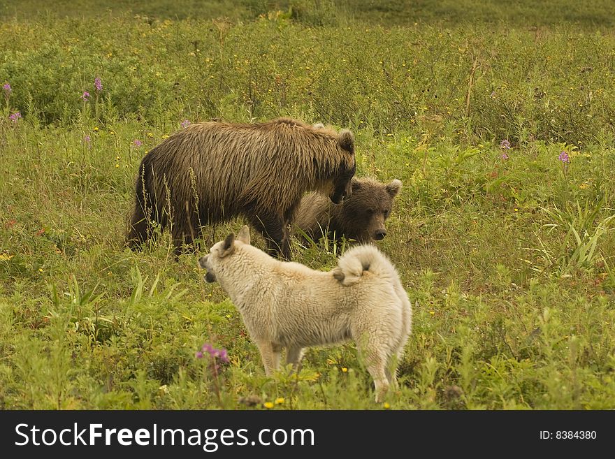 Two bears in a habitat of dwelling, have met a dog. Kamchatka. Two bears in a habitat of dwelling, have met a dog. Kamchatka