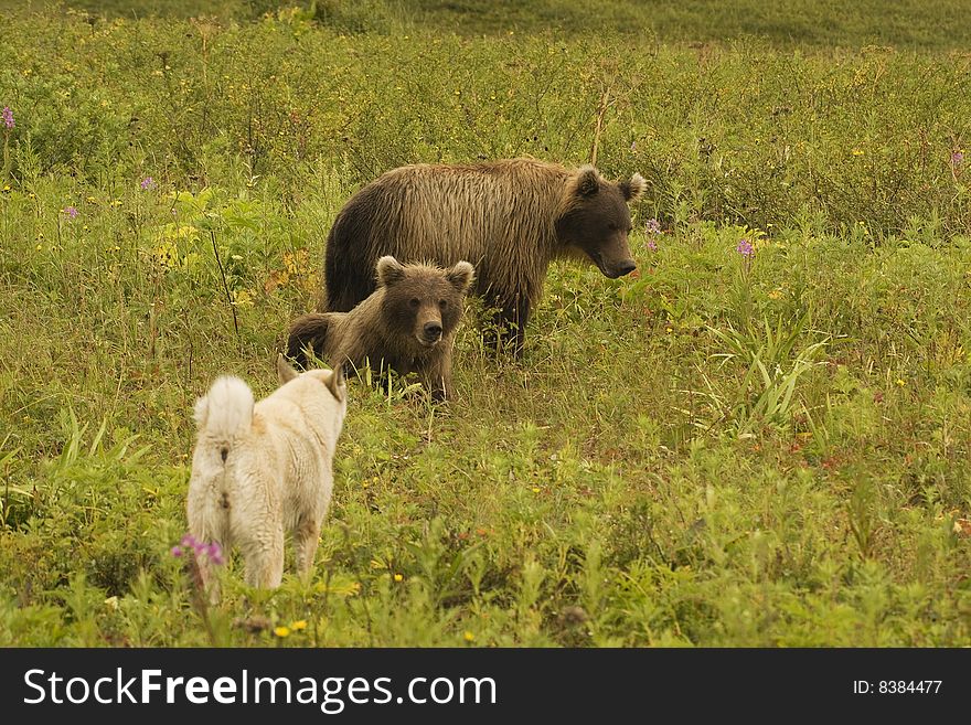 Brown bear (Ursus arctos jeniseensis)