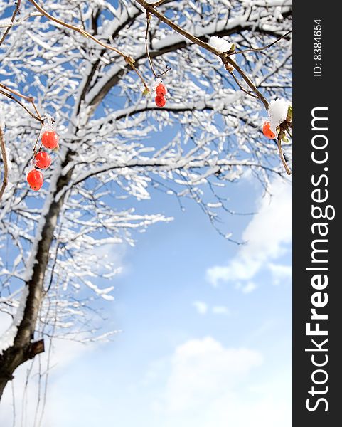 Red berries with snow