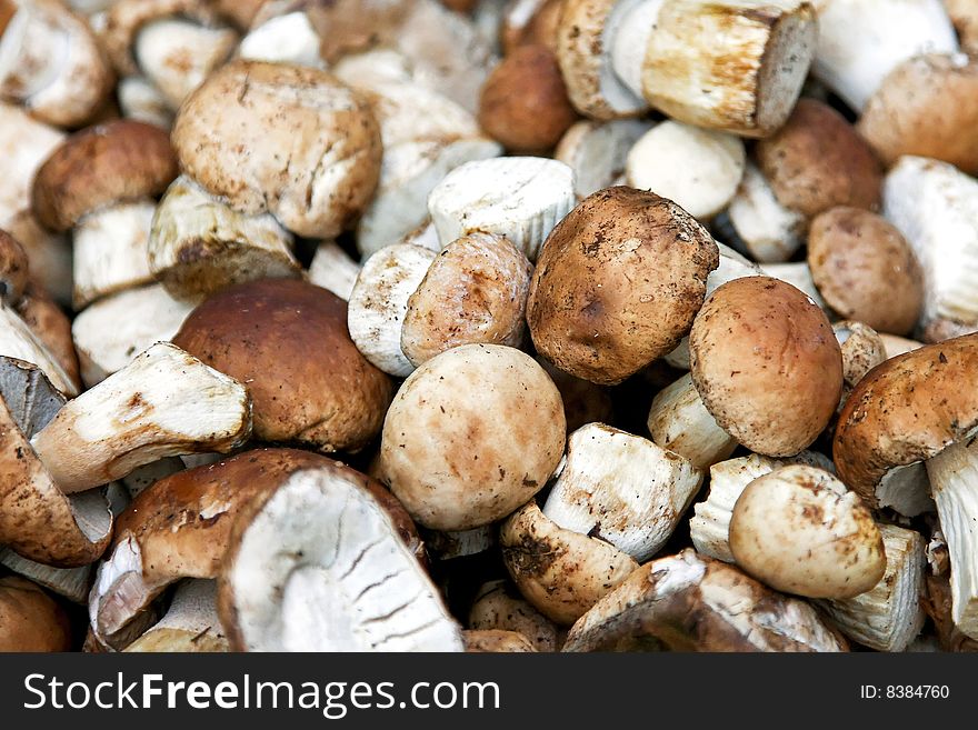 Mushrooms Boletus