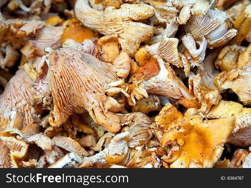 Bunch of fresh Chanterelles mushrooms at market. Bunch of fresh Chanterelles mushrooms at market