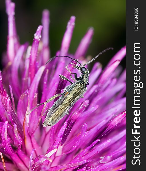 SMall beetle on thistle