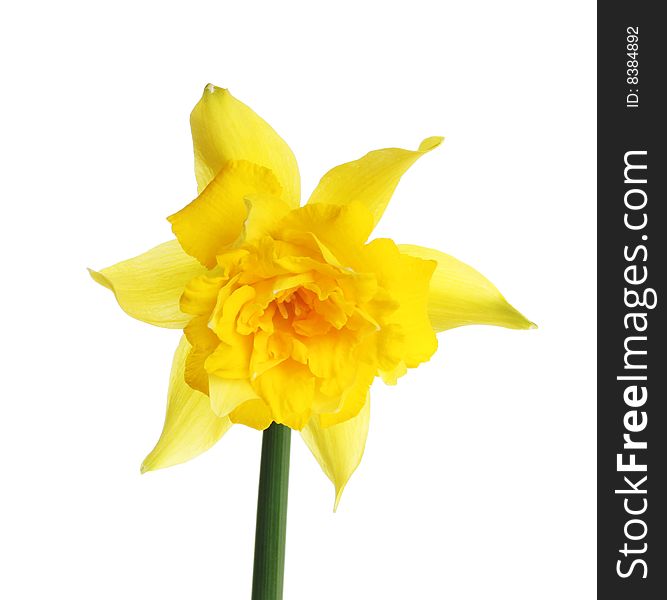Single yellow daffodil flower isolated against white