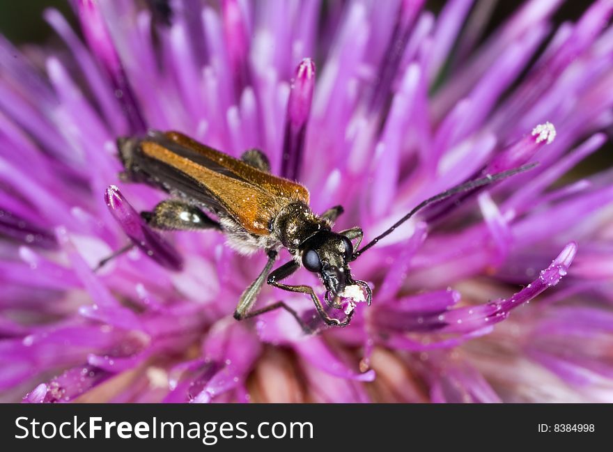 Small beetle is pollingating on a thistle. Small beetle is pollingating on a thistle