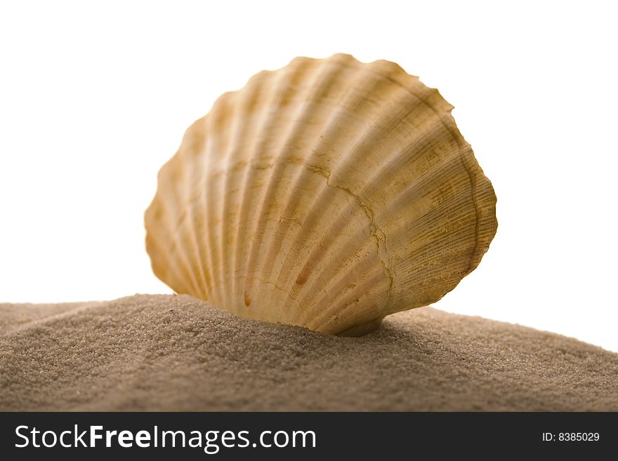 Big shell in grey sand