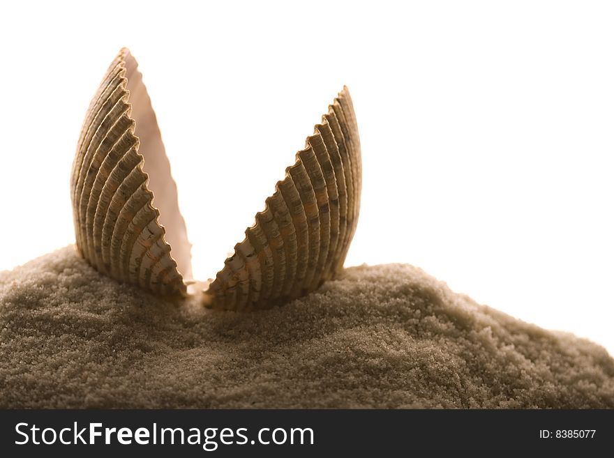 Big shell in grey sand