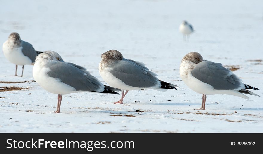 Picture of a birds in winter outside near the ocean. Picture of a birds in winter outside near the ocean
