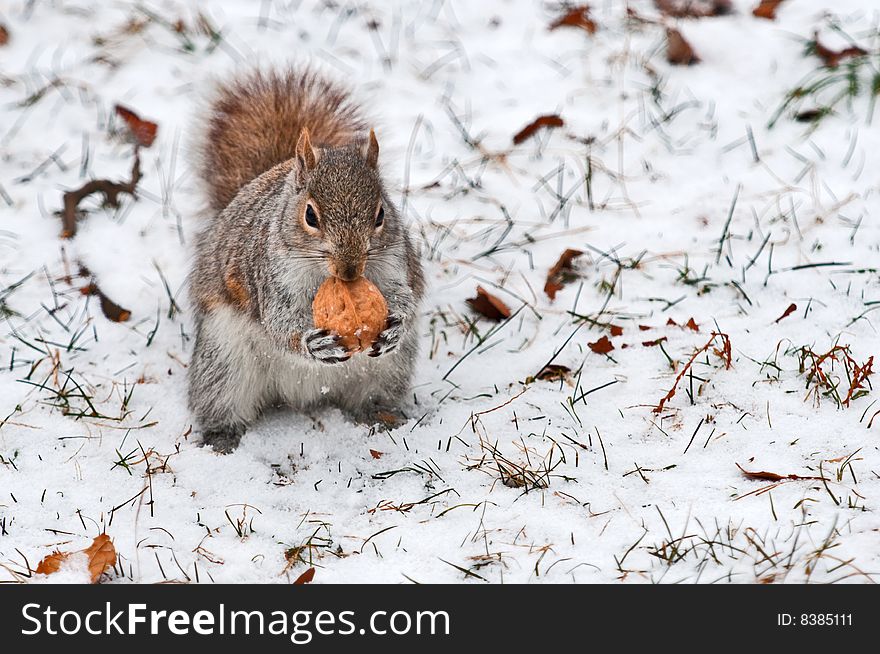 Red squirrel on white snow holds in pads a walnut going to have dinner. Red squirrel on white snow holds in pads a walnut going to have dinner