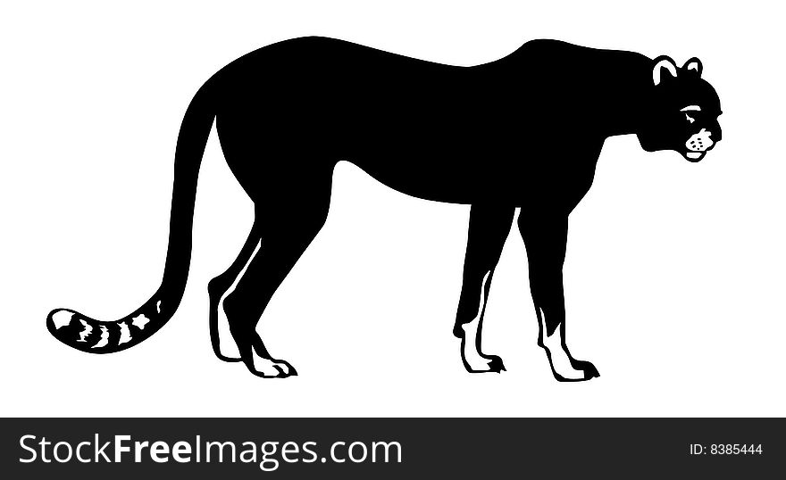 Vector illustration of the asiatic cheeta on white background