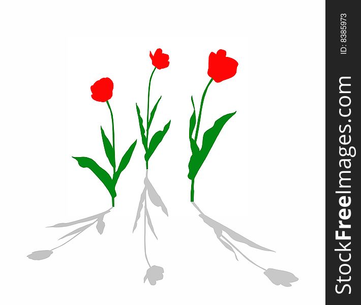 Vector drawing tulip on white background