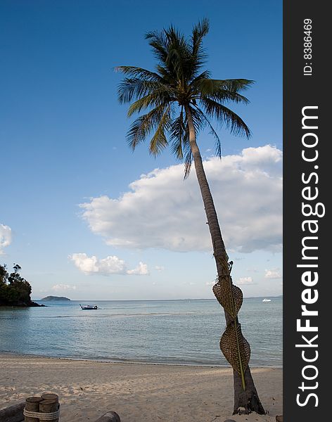 Palm tree on tropical beach