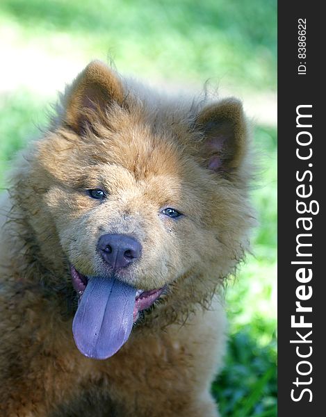 A chow dog after playing. A chow dog after playing
