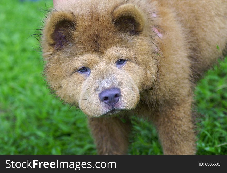 A tired chow dog after playing