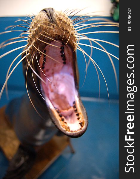 This photo was take during a dental examination on a Californian sea lion called Lola at Blairdrummond Safari Park in Stirling, Scotland. This photo was take during a dental examination on a Californian sea lion called Lola at Blairdrummond Safari Park in Stirling, Scotland.