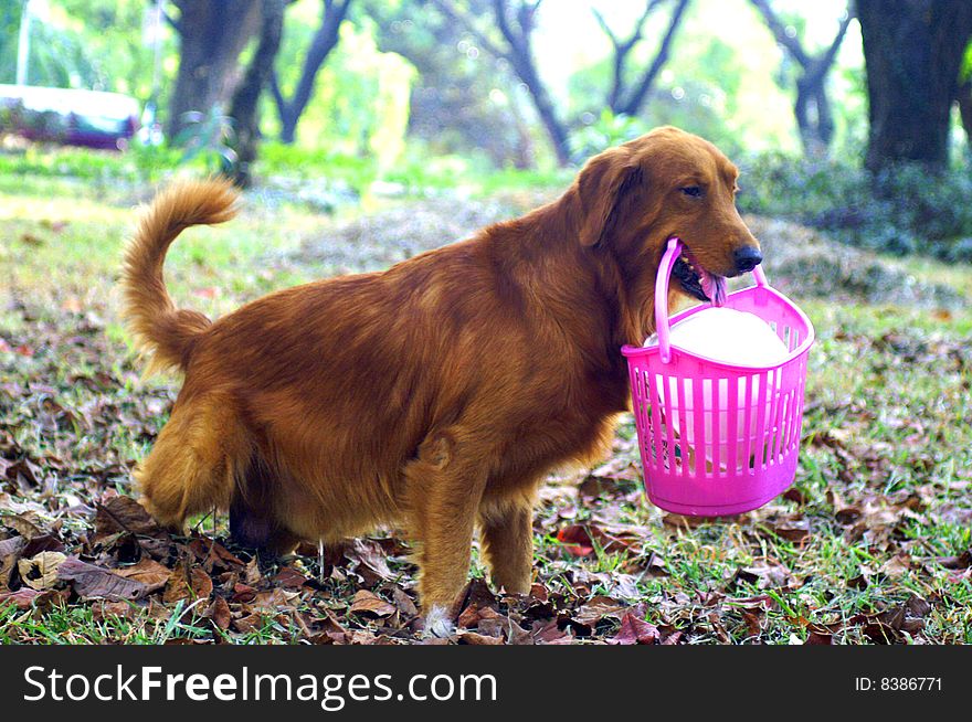 Dog With Basket