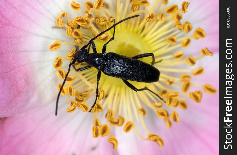 Small beetle is feeding on a rose. The latin name of this beetle is Stenurella nigra. Small beetle is feeding on a rose. The latin name of this beetle is Stenurella nigra.