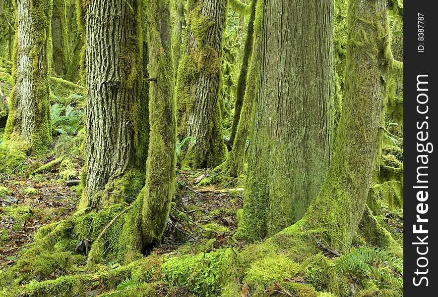 Moss covers a temperate rainforest of Western Red Cedar and cottonwoods. Moss covers a temperate rainforest of Western Red Cedar and cottonwoods.