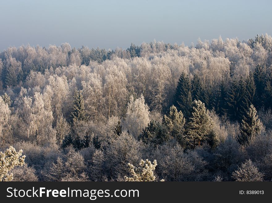 Forest in winter in norhtern poland