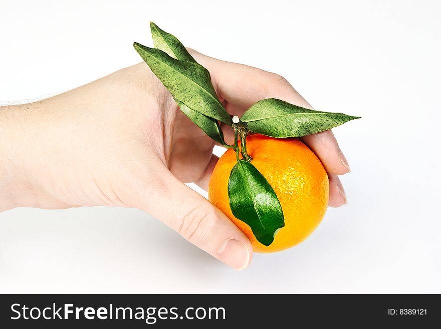 View of human's hand holding fresh mandarin. View of human's hand holding fresh mandarin