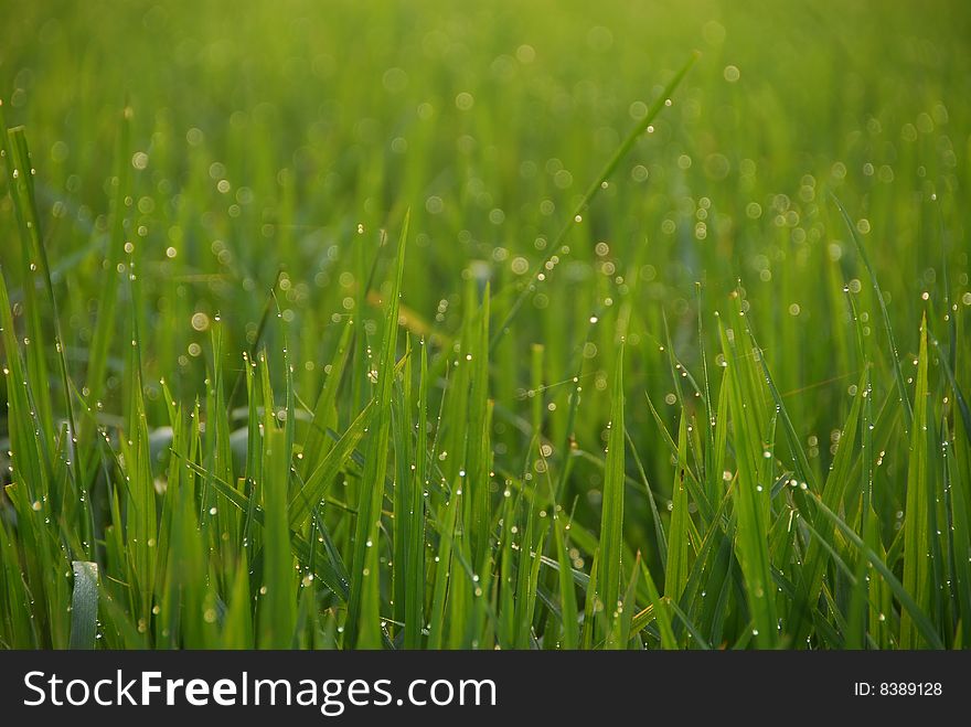 Close up of rice-plants with water drops. Close up of rice-plants with water drops