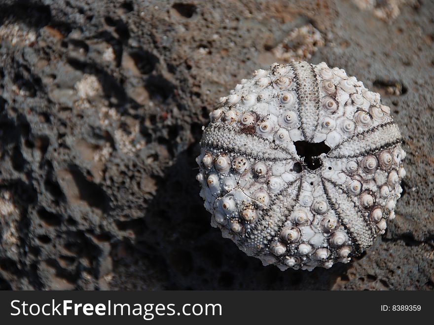 Dried Sea Urchin, Maui