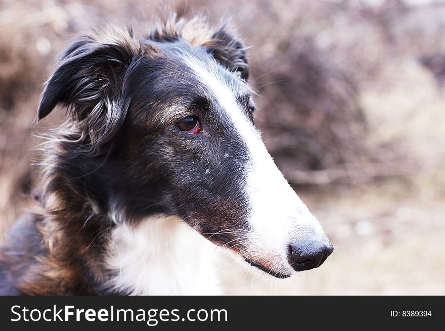 Russian wolfhound - borzoi - in expectation of hunting