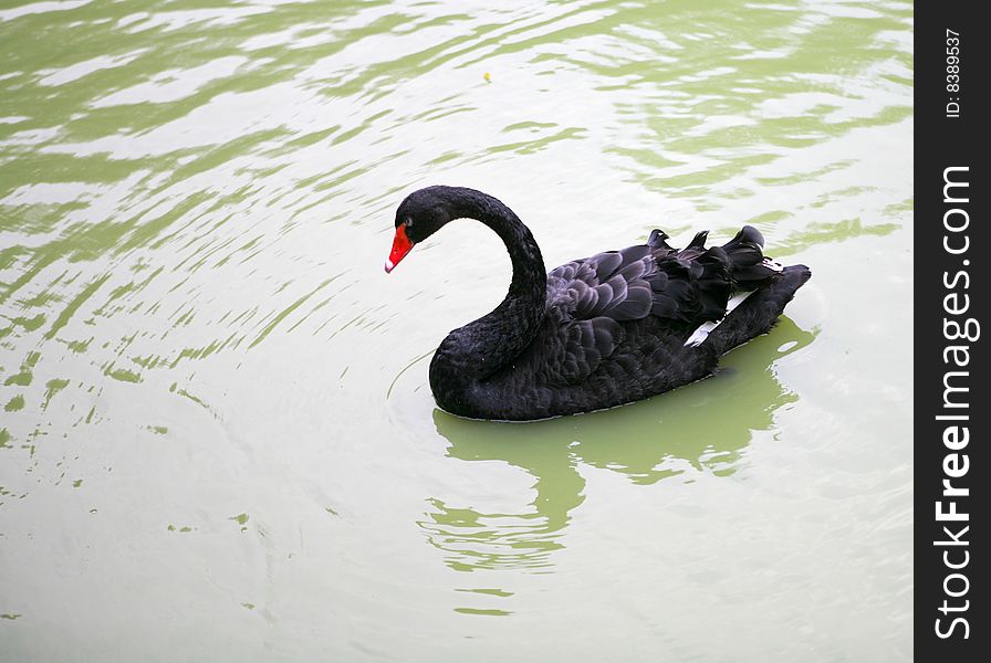 Black Swan on the lake