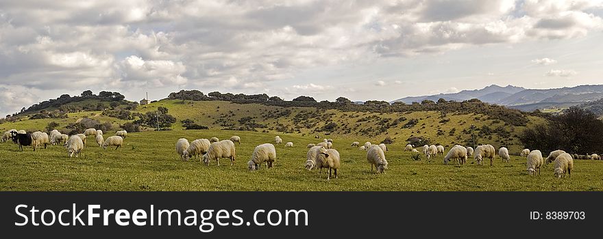 A view of sheeps in a sardinian country.