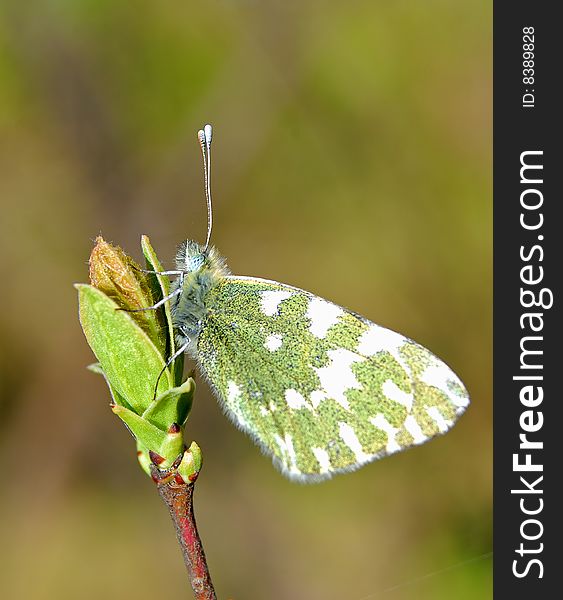 Spring butterfly on dismissed leaves of  plant on  green background