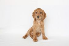 English Cocker Spaniel Royalty Free Stock Photo English Cocker Spaniel Royalty Free Stock Photo