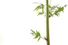 Bamboo Stock Photos Bamboo Stock Photos