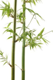 Bamboo Royalty Free Stock Image Bamboo Royalty Free Stock Image